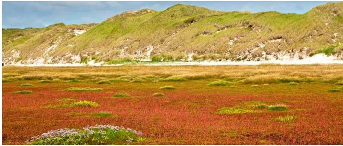 Salzwiese (Quelle: Common Wadden Sea Secreteriat).