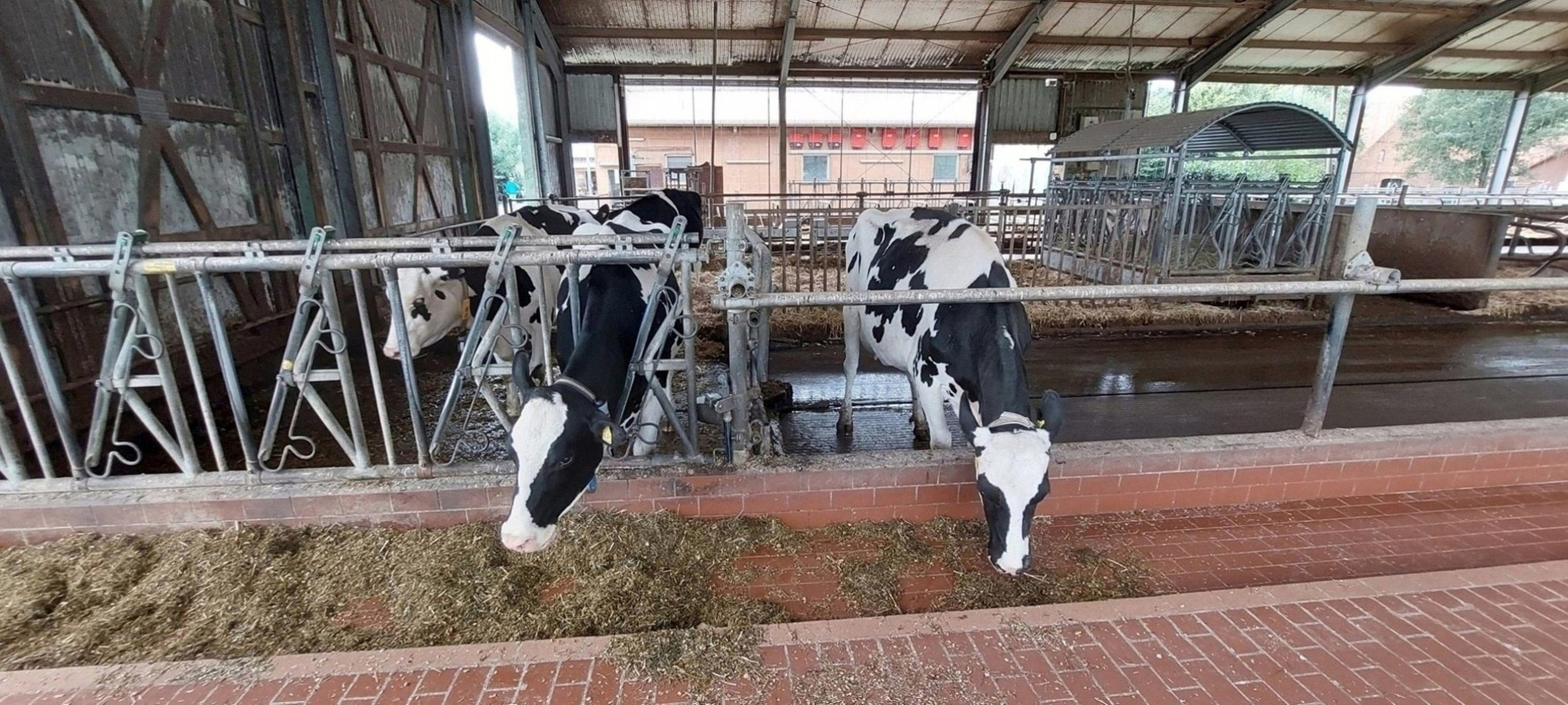 Drei Milchkühe der Rasse Holstein-Friesian im Boxenlaufstall.