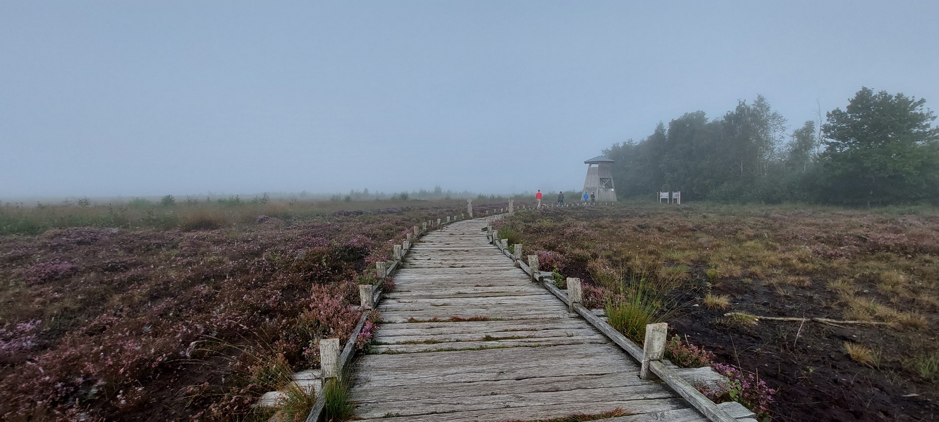 Spaziergang im Moor.