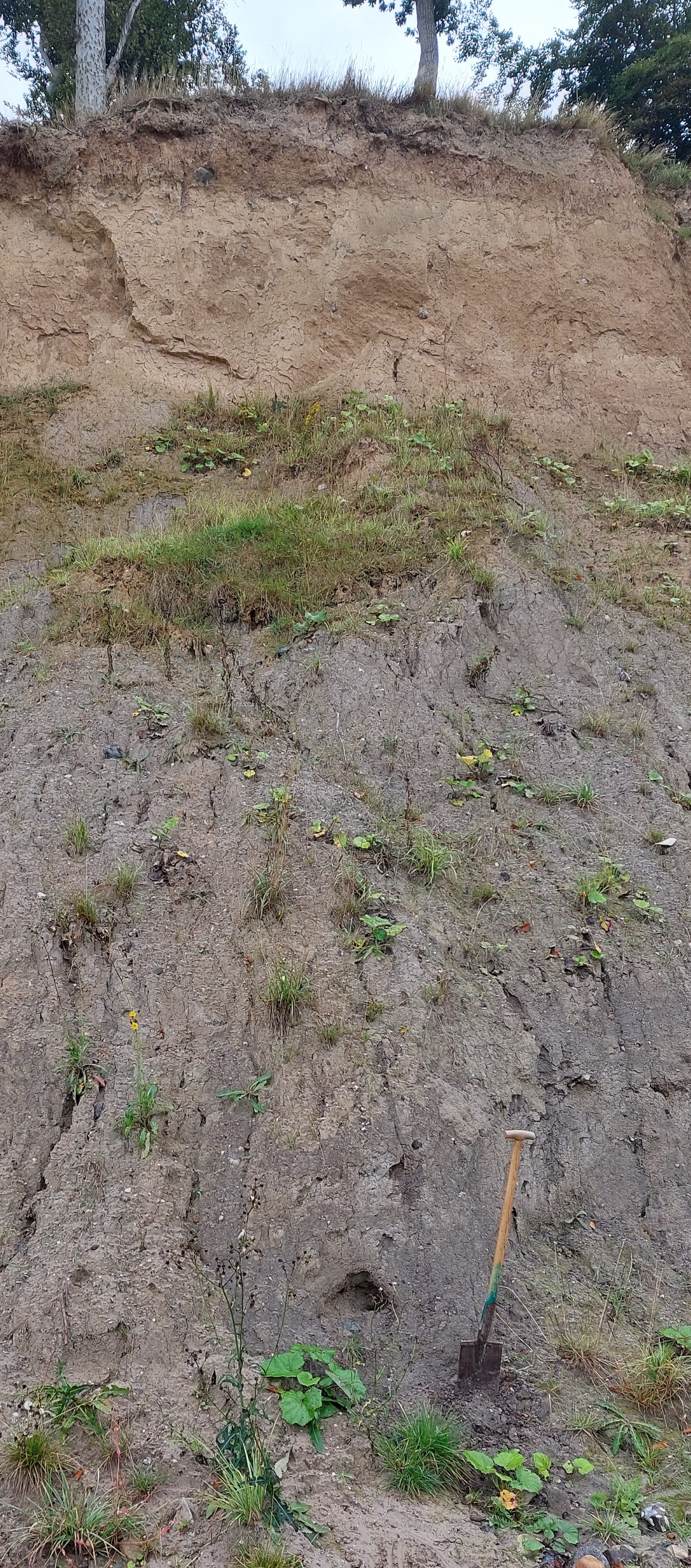 Blick auf die Wangels Steilküste: Parabraunerde.