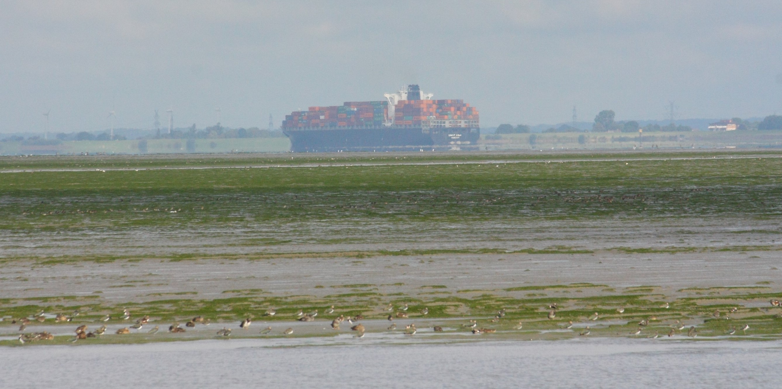 Blick auf ein Containerschiff. Im Vordergrund sind unterschiedliche an der Elbe heimische sowie Zugvögel zu erkennen.