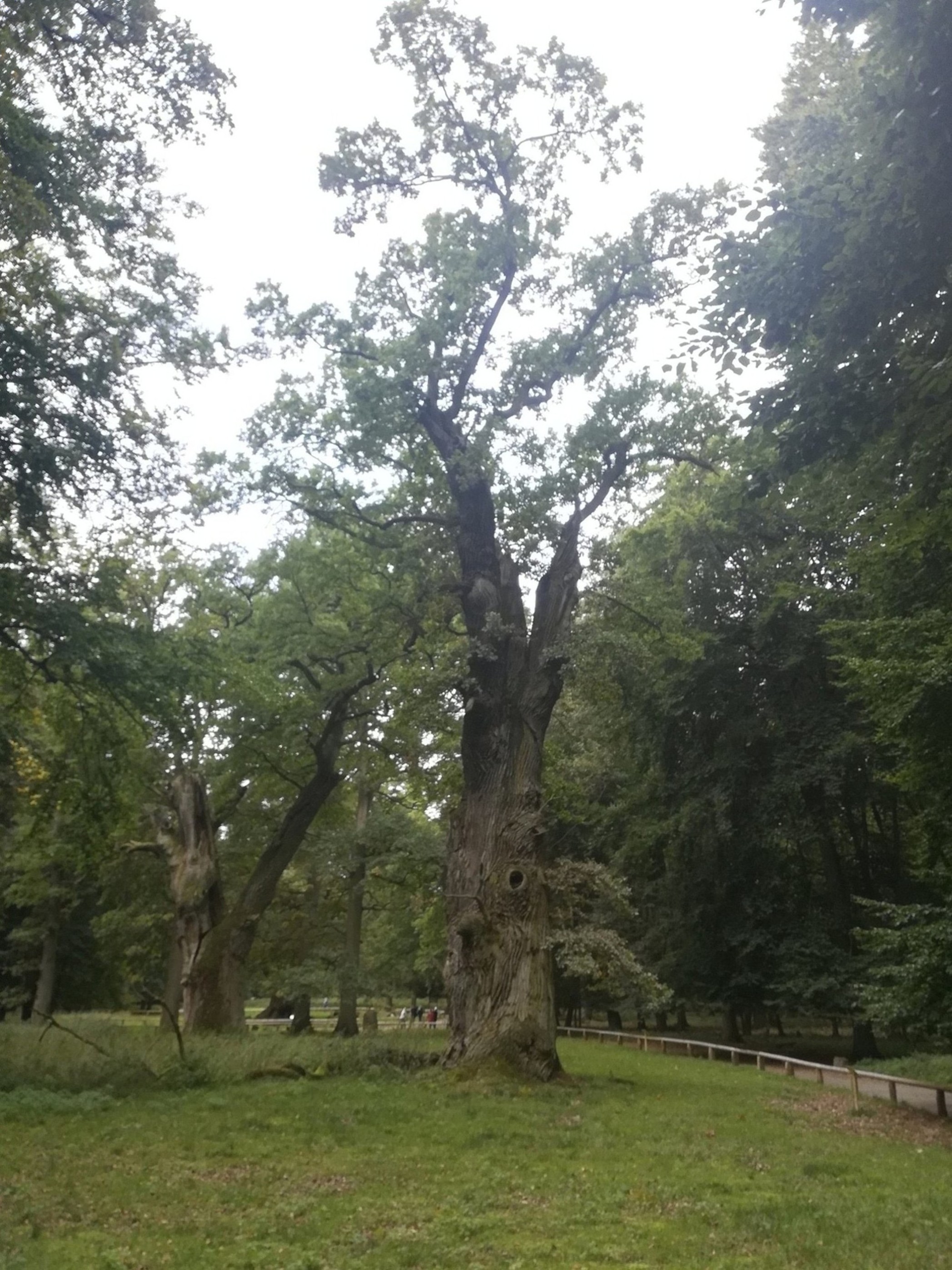 Mehrere alte Eichen des ehemaligen Hudewalds.