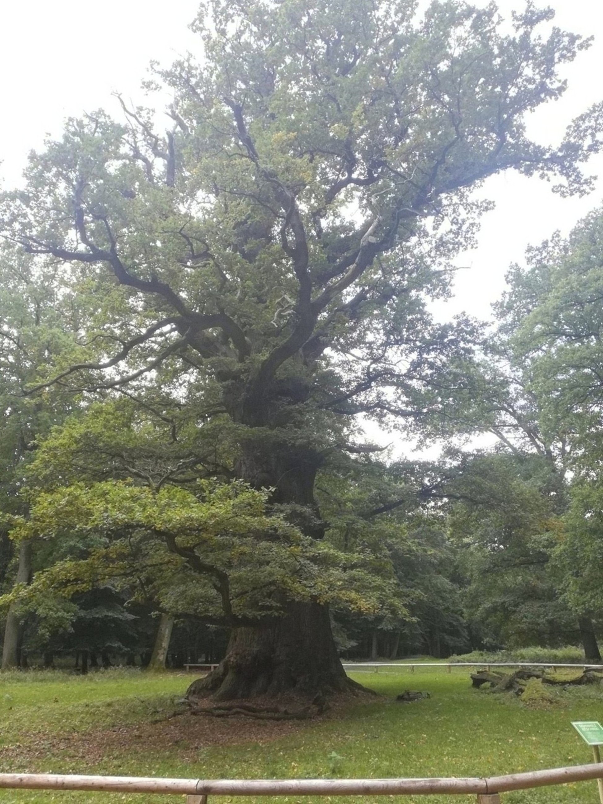 Eine der ältesten Eichen - Vermutetes Alter: 1000 Jahre.