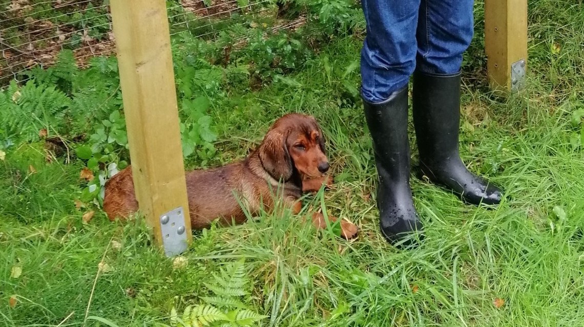 Die junge Dachsbrackendame Urmel.
