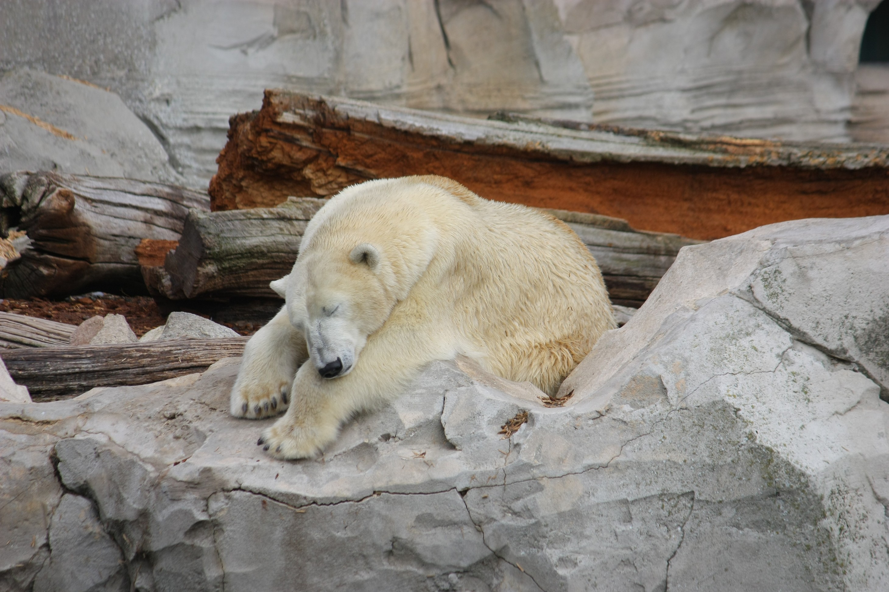Eisbär im Zoo von Bremerhaven.