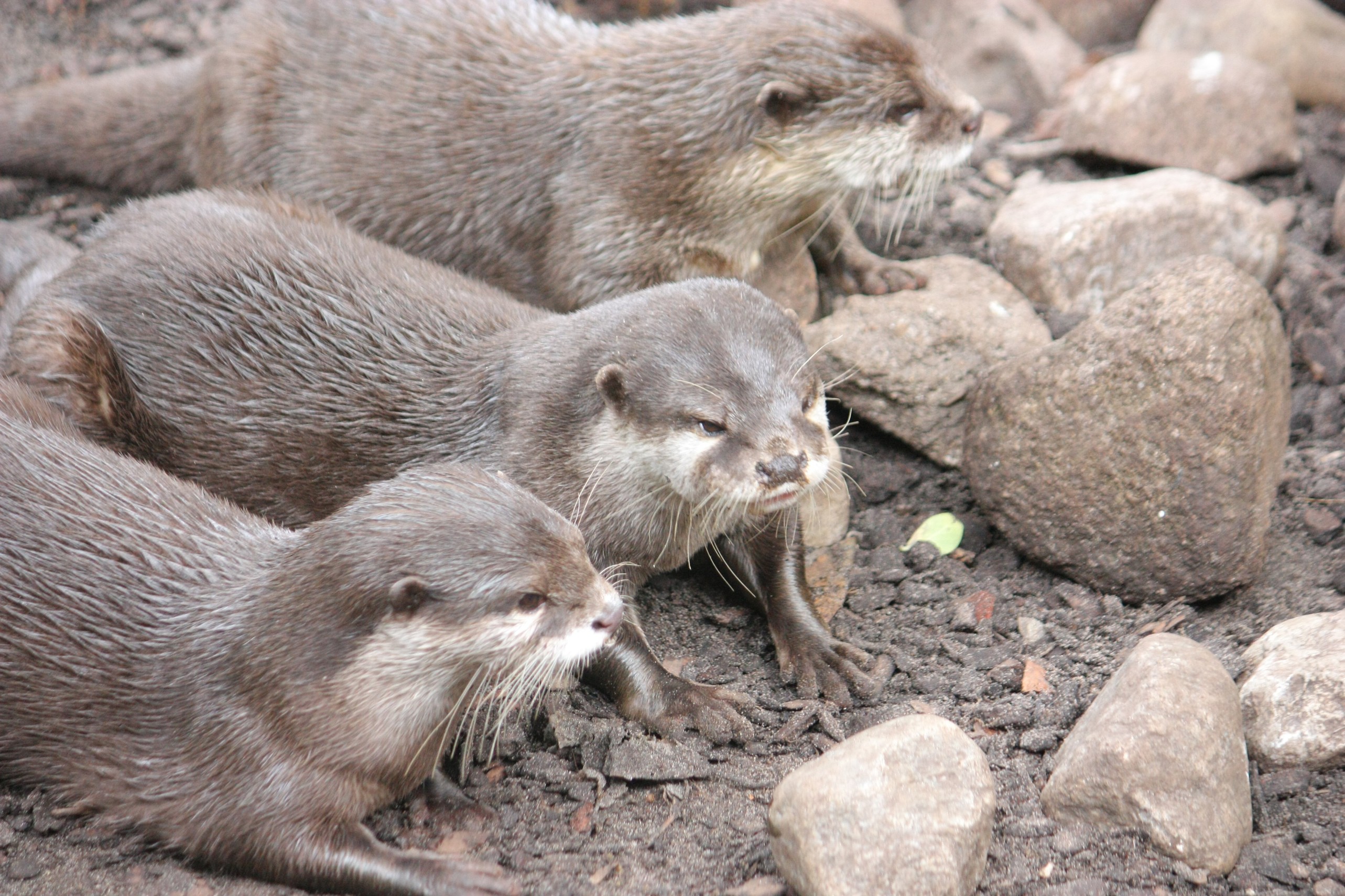 Fischotter im Zoo von Bremerhaven.